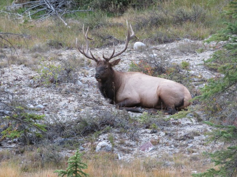 An elk, I think he was expecting to be paid for services rendered